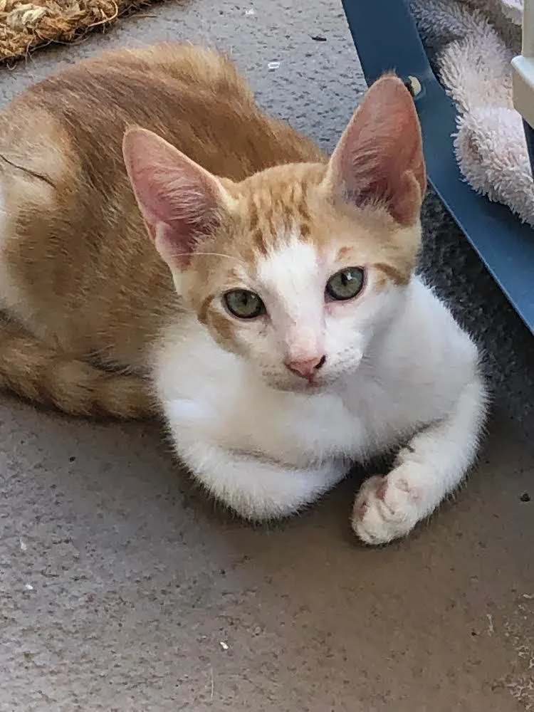 Kai Mele thumbnail 5