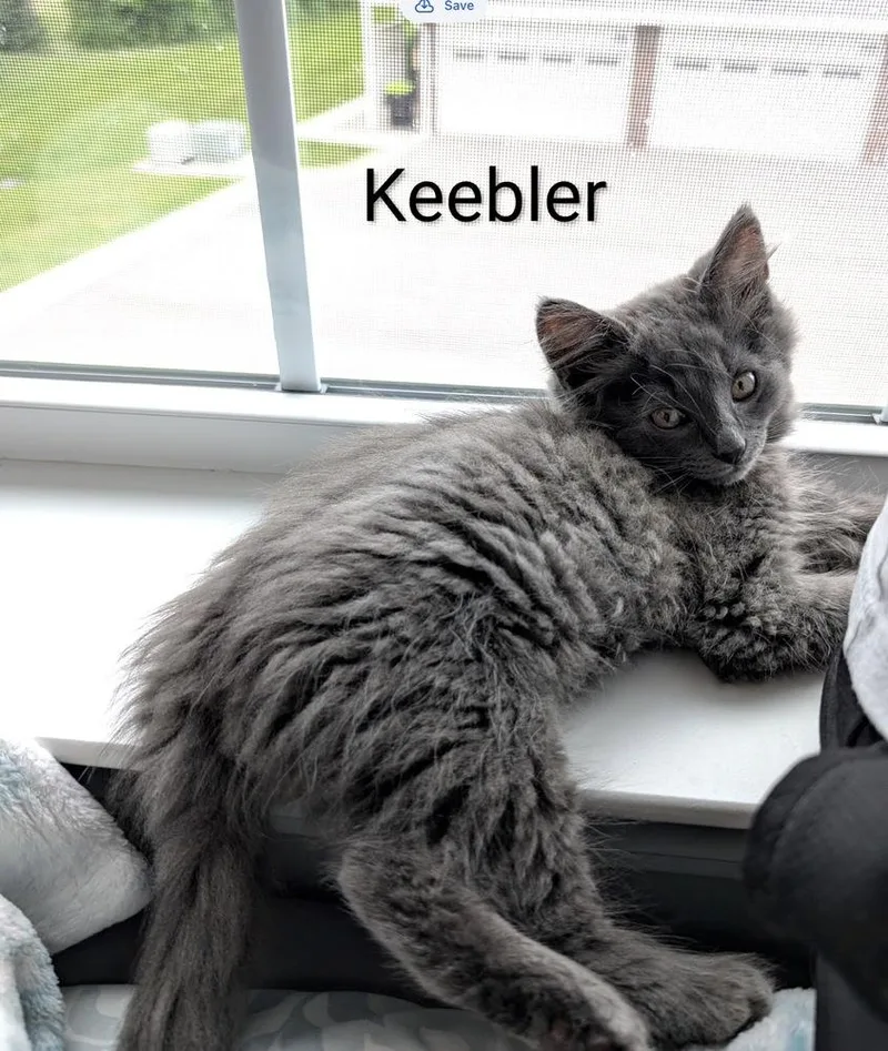 Count Keebler thumbnail 2