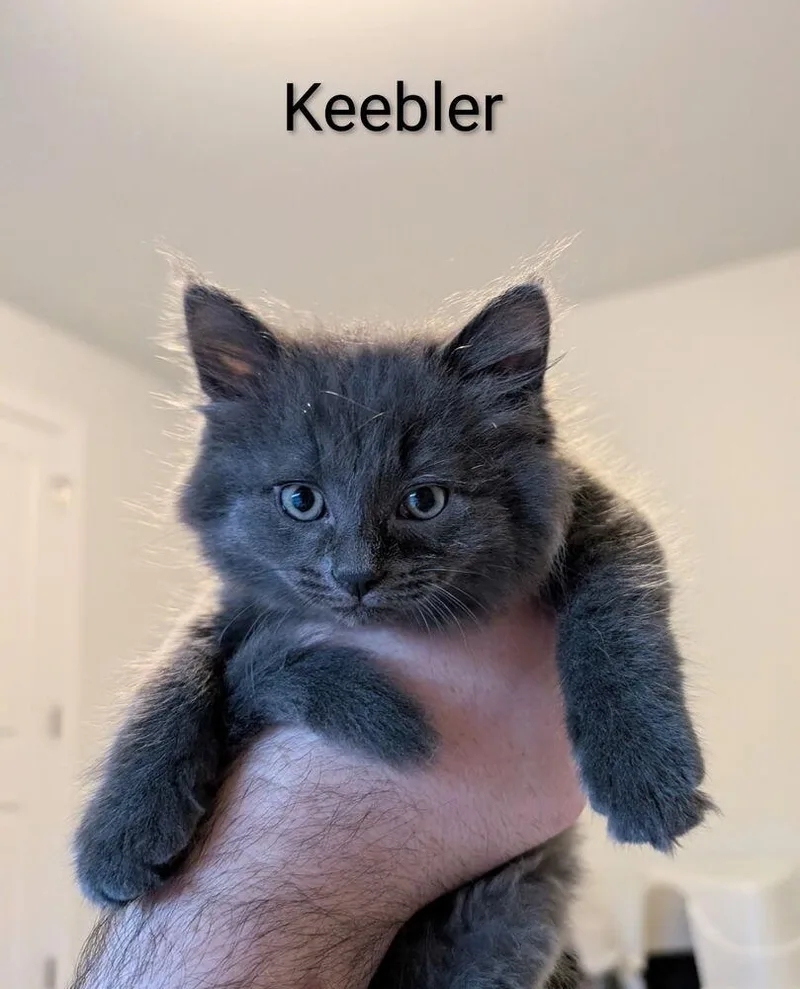 Count Keebler thumbnail 3