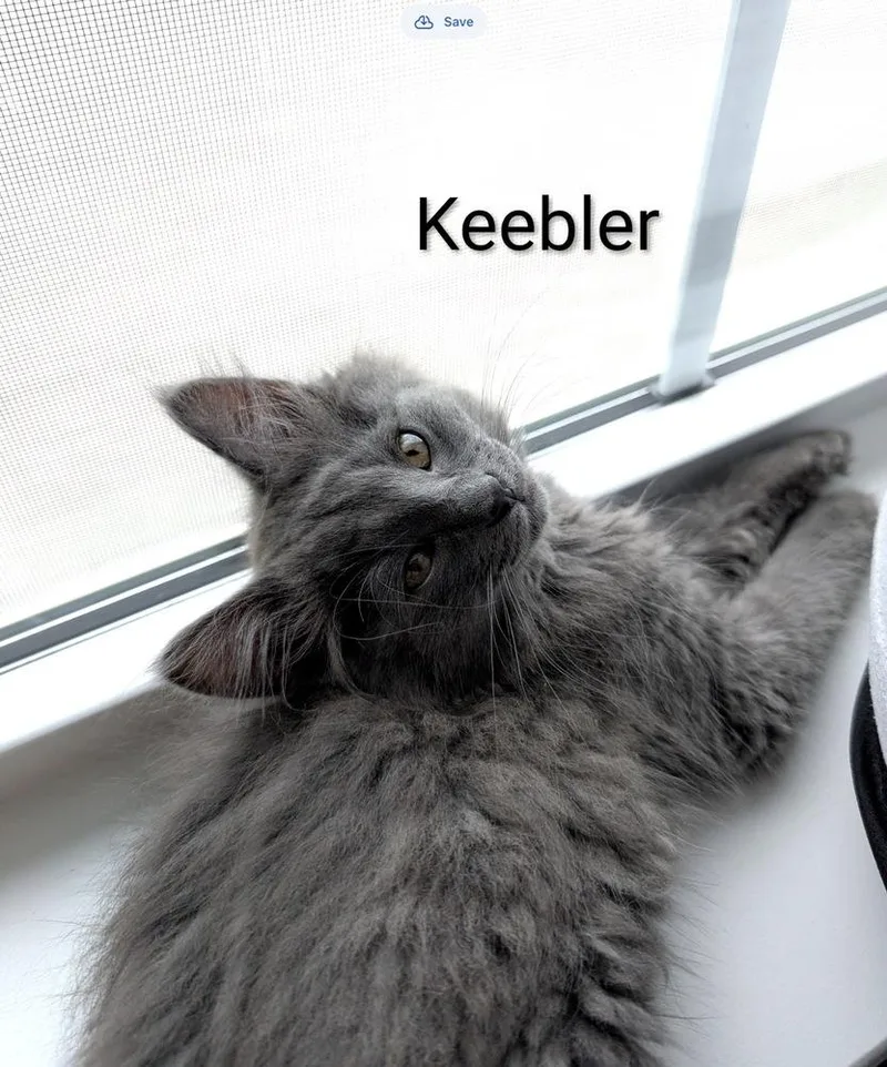 Count Keebler thumbnail 4
