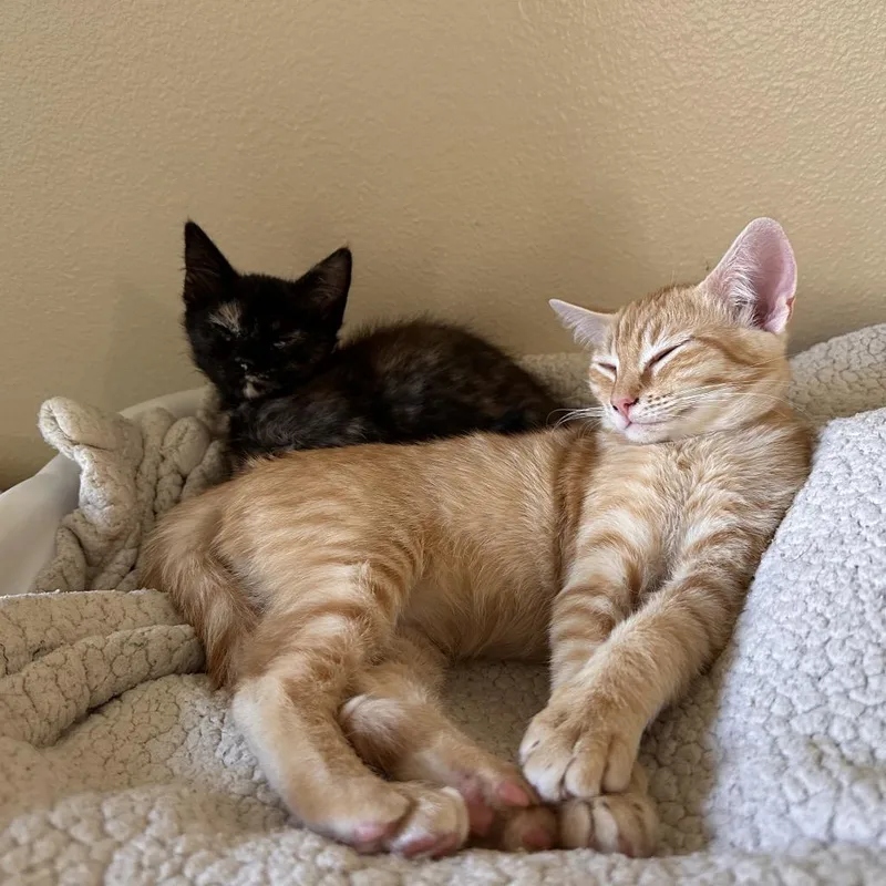 A baby small-sized male Orange / Red Domestic Short Hair cat named Cosmo for adoption in Tustin, CA