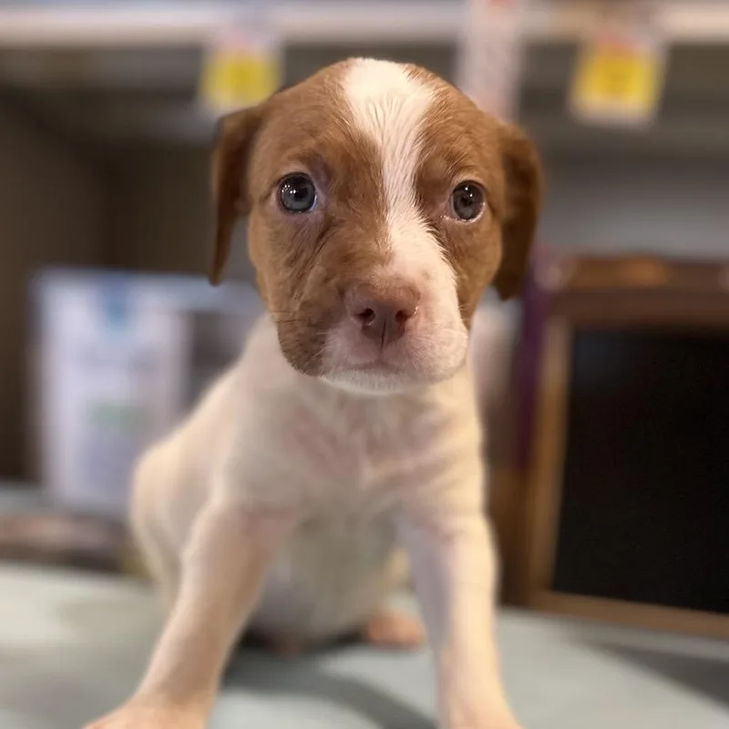 A baby medium-sized female White / Cream Pit Bull Terrier dog named Taffy for adoption in Kissimmee, FL