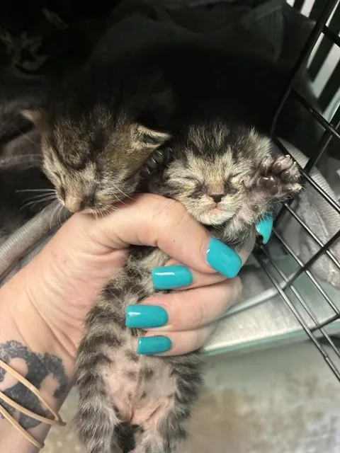 A baby small-sized female Domestic Short Hair cat named Scuttle for adoption in Ocala, FL