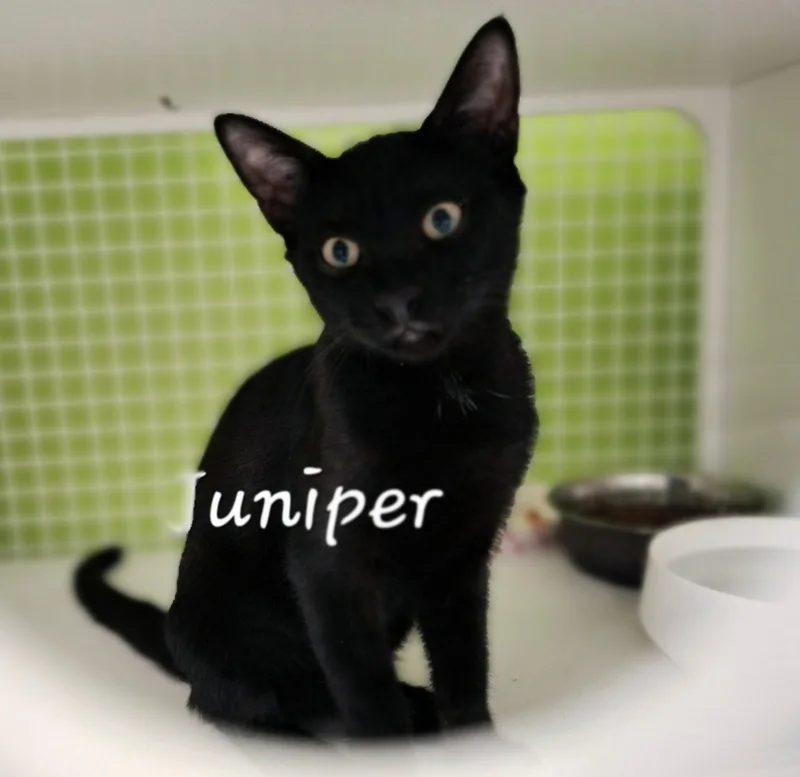 A baby medium-sized male Bombay cat named Juniper Wasabibro for adoption in Houston, TX