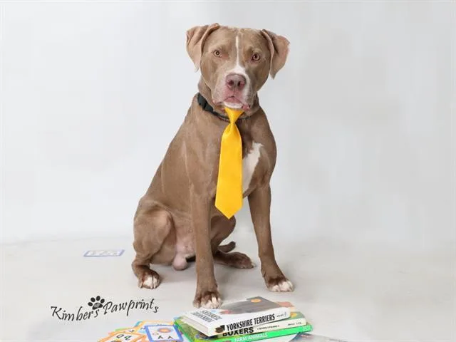 An adult large-sized male Boxer dog named Barack for adoption in Omaha, NE