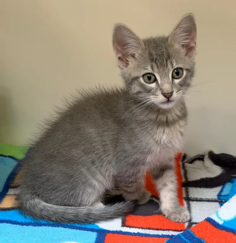 A baby medium-sized male Domestic Short Hair cat named Nimbus for adoption in Columbia, IL