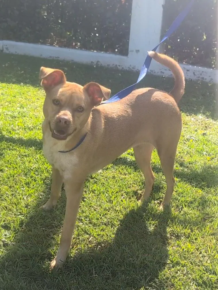 A young medium-sized female Apricot / Beige Terrier dog named Madge for adoption in Mobile, AL