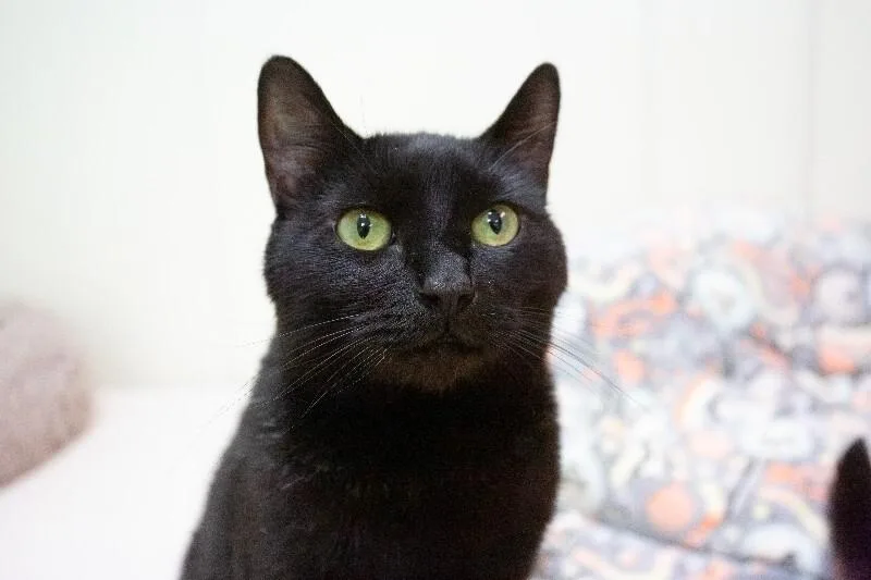 An adult medium-sized male Black Domestic Short Hair cat named Pivi for adoption in Arlington, WA