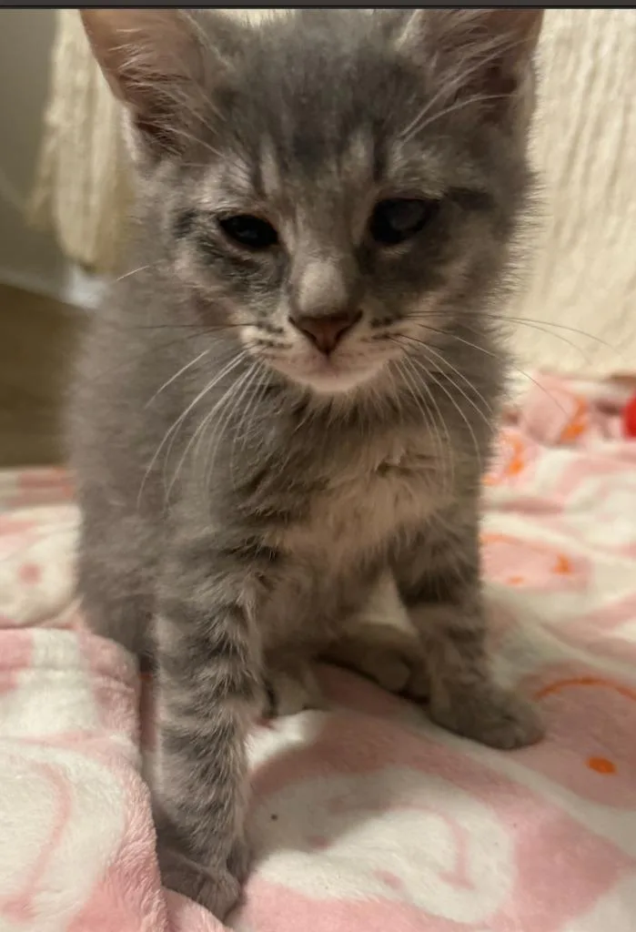 A baby medium-sized male Domestic Long Hair cat named Sprout for adoption in Evans, GA