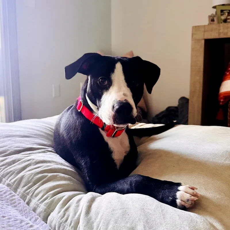 A young medium-sized female Black Mixed Breed dog named Ava for adoption in Jacksonville Beach, FL