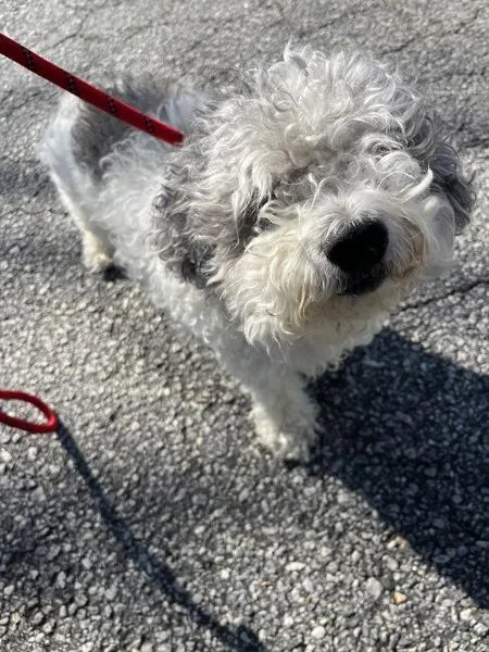 A senior small-sized male Poodle dog named Pen Oreo for adoption in Lawrenceville, GA