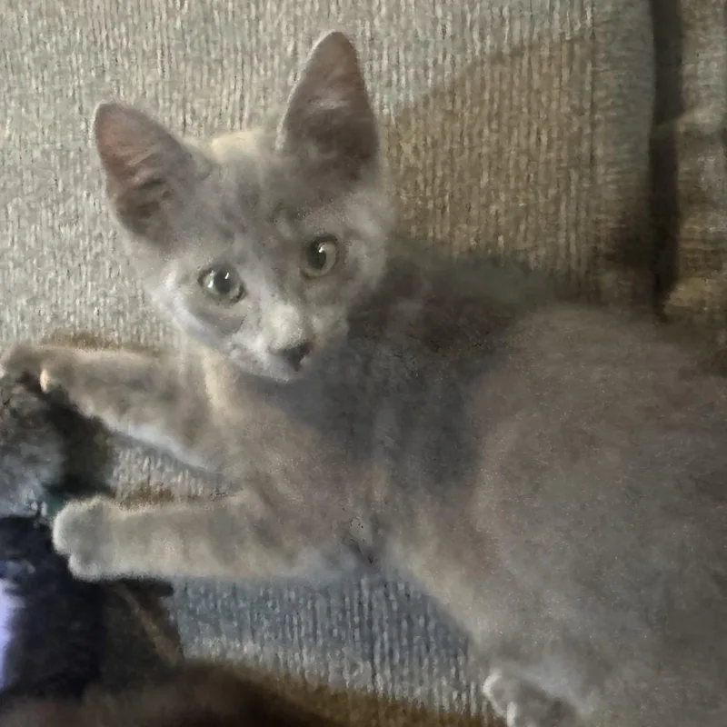 A baby small-sized male Gray / Blue / Silver Domestic Short Hair cat named Buster for adoption in Ephrata, WA
