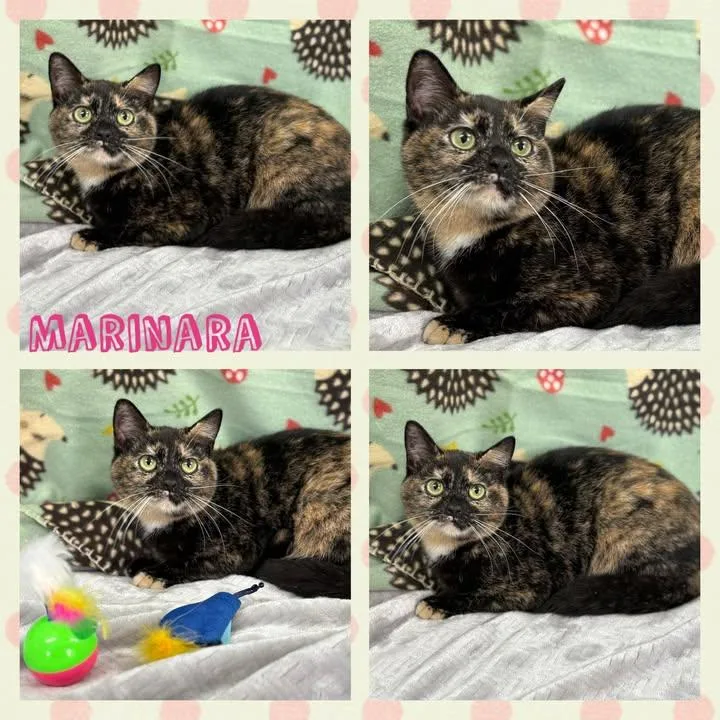 A young small-sized female Tortoiseshell American Shorthair cat named Marinara for adoption in Huntington, WV
