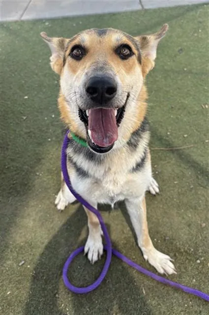 A young large-sized female German Shepherd Dog dog named Jellybean for adoption in Mesa, AZ