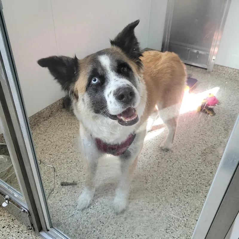 Kona