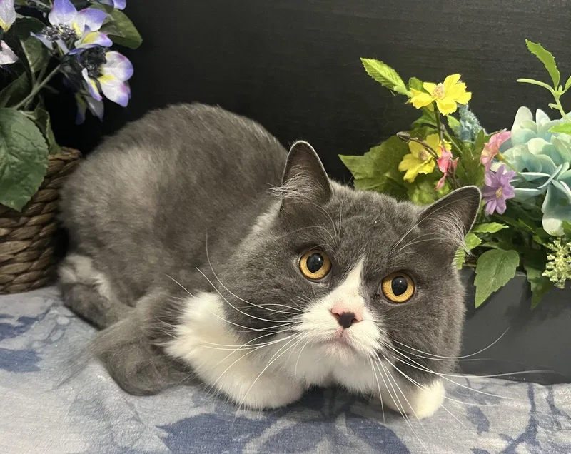 An adult large-sized female Gray / Blue / Silver Persian cat named Marshmallow for adoption in Fayetteville, GA