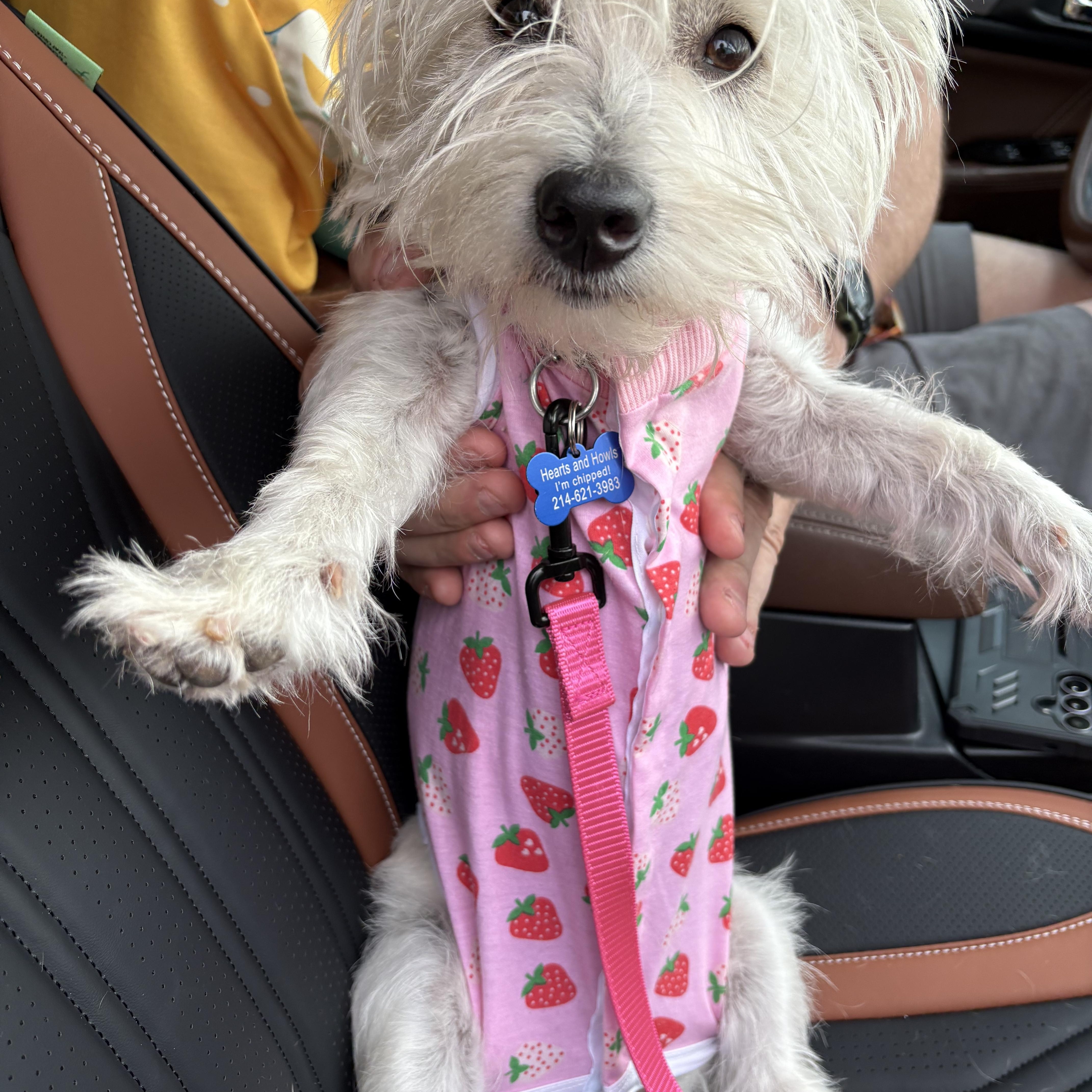 An adult small-sized female West Highland White Terrier / Westie dog named Mya for adoption in Forney, TX