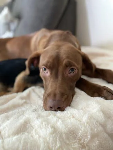 An adult large-sized female Labrador Retriever dog named Noel for adoption in Columbus, IN