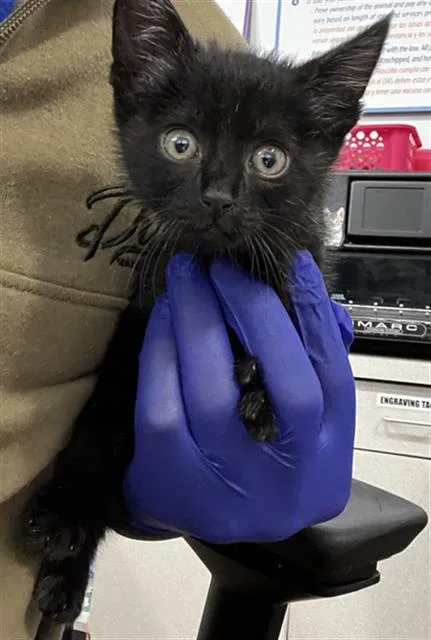 A baby medium-sized male Domestic Medium Hair cat named Batman for adoption in Dallas, TX