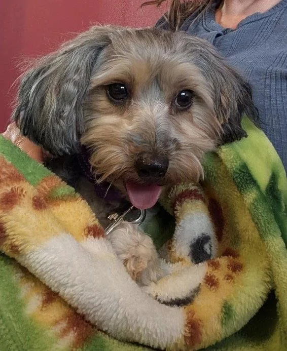 An adult small-sized female Dachshund dog named Callie for adoption in Omaha, NE