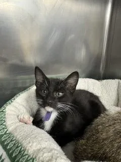 A young small-sized male Domestic Short Hair cat named Graham for adoption in Roseville, CA