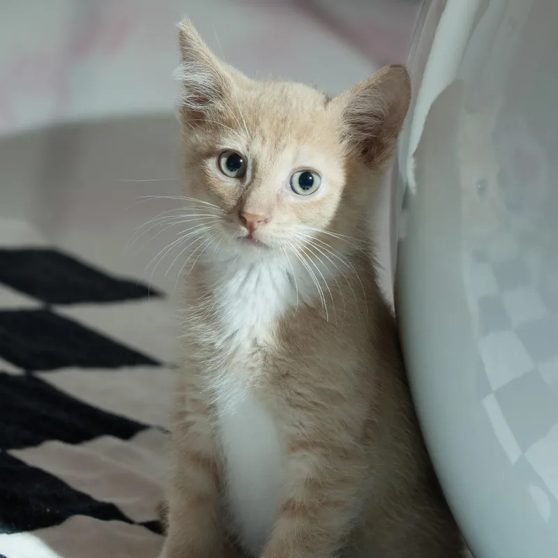 A baby small-sized male Orange / Red Domestic Short Hair cat named Ares for adoption in Forest Park, IL