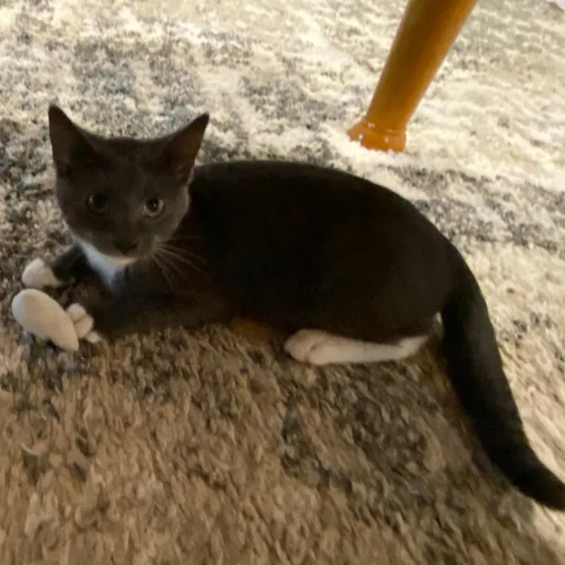 A baby small-sized male Gray / Blue / Silver Domestic Short Hair cat named Breeze C for adoption in Princeton, MN