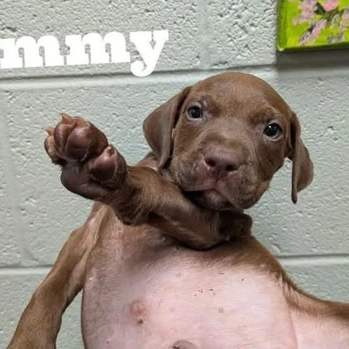A baby medium-sized male Brown / Chocolate Chocolate Labrador Retriever dog named Jimmy for adoption in Huntsville, AL