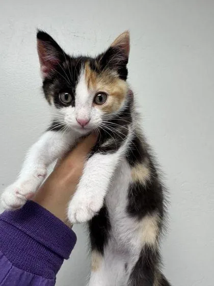 A baby small-sized female Domestic Short Hair cat named Twix for adoption in Shawano, WI