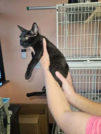 Raven Feather thumbnail 2