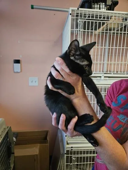 Raven Feather thumbnail 4