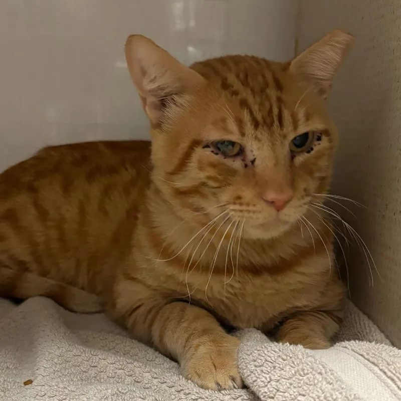 A senior large-sized male Domestic Short Hair cat named Big Man for adoption in Yuma, AZ