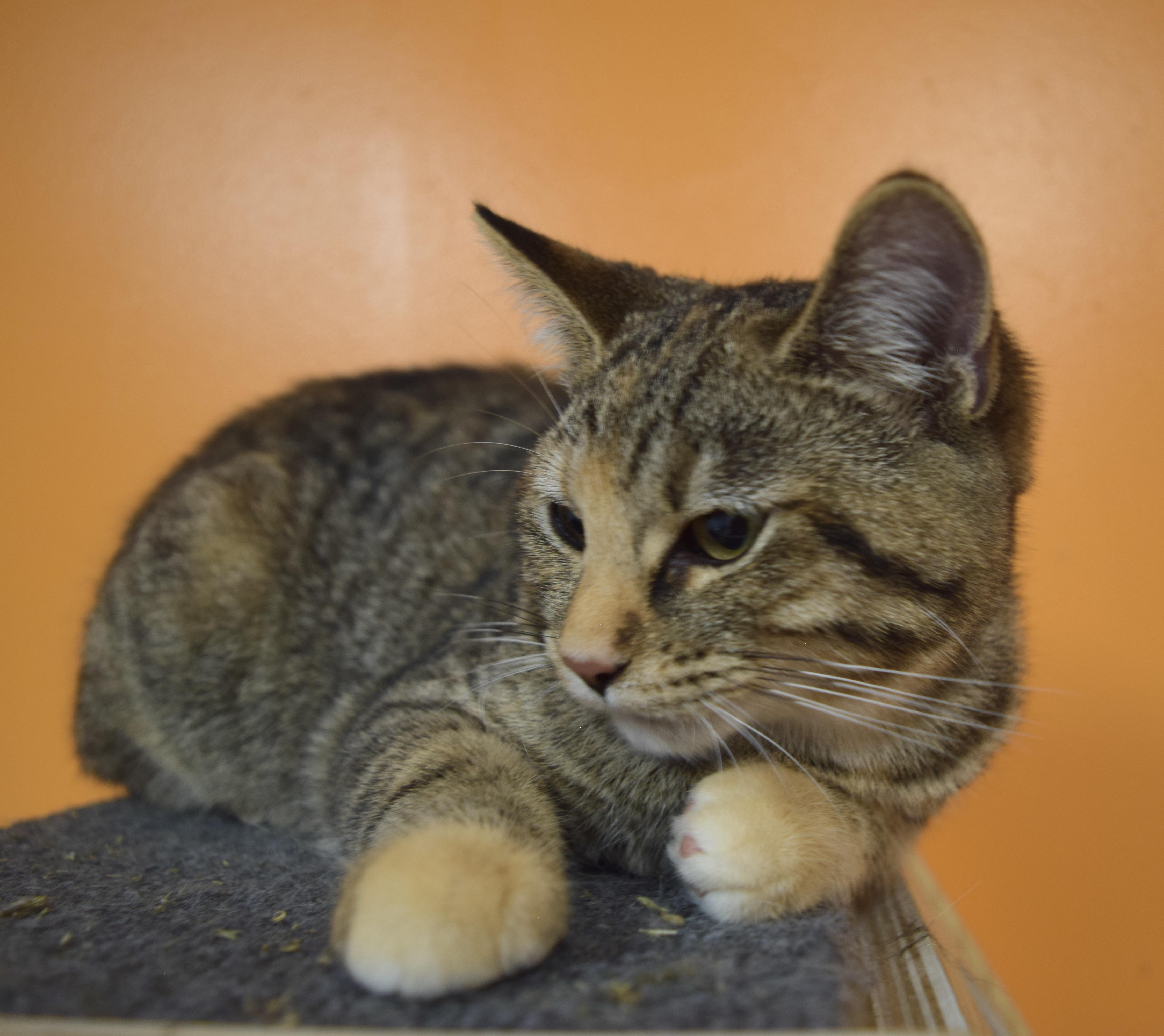 A baby medium-sized female Tabby (Brown / Chocolate) Domestic Short Hair cat named Catra for adoption in Muncie, IN