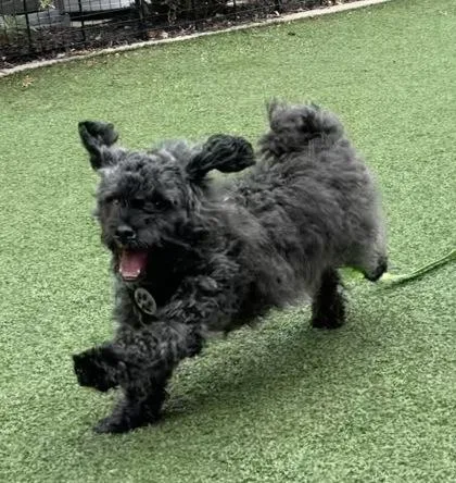 Simba