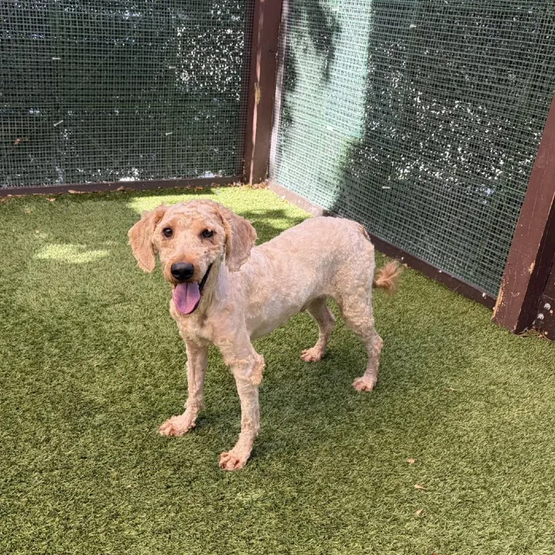 An adult small-sized male White / Cream Poodle dog named Big Dreads for adoption in LOXAHATCHEE, FL