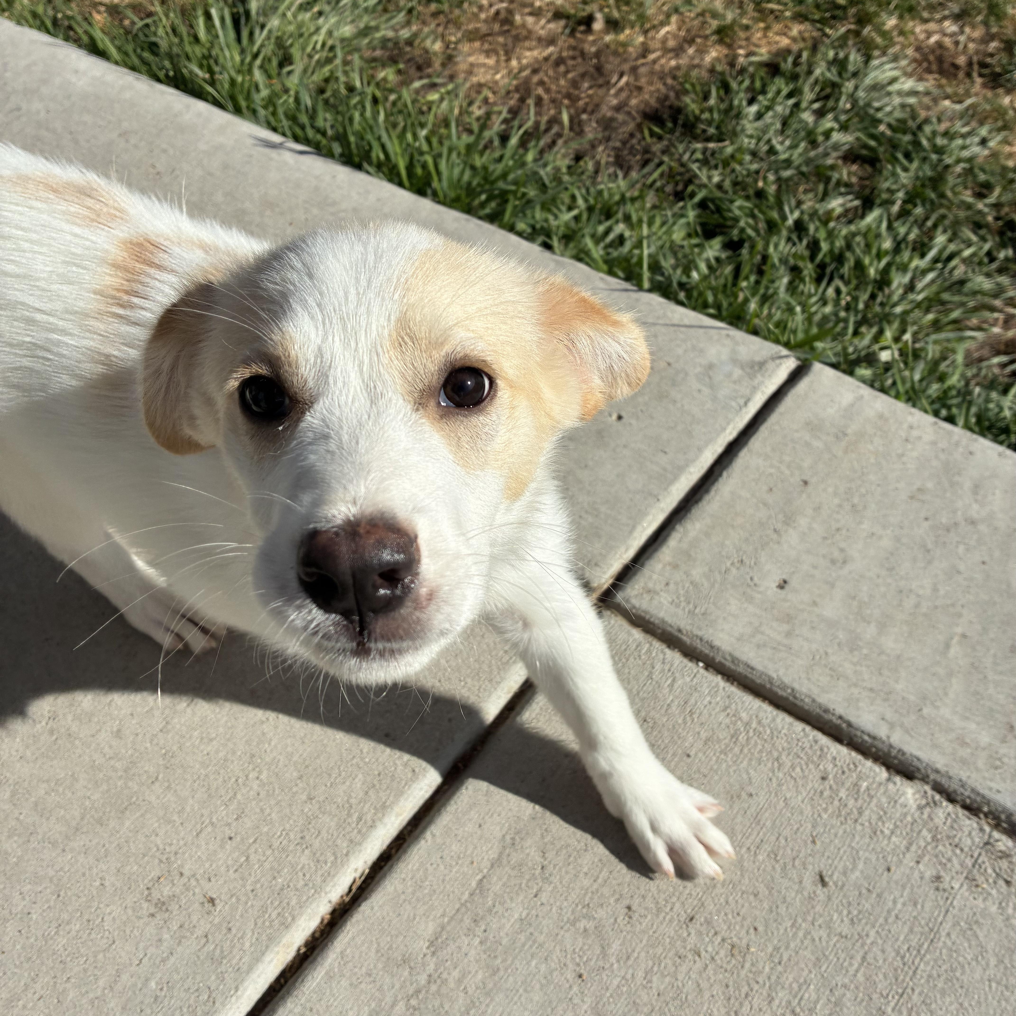 A baby medium-sized female White / Cream Retriever dog named Meadow for adoption in Fort Collins, CO