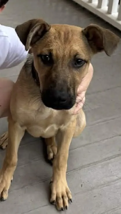 A young medium-sized female Yellow / Tan / Blond / Fawn Rottweiler dog named Luna for adoption in Richmond, TX