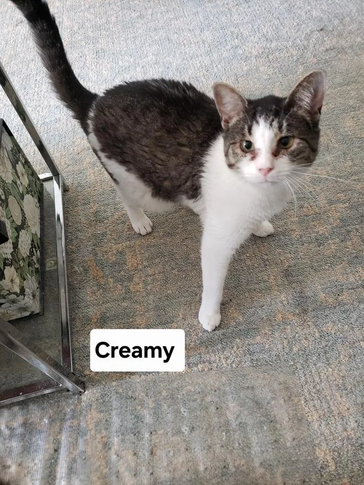 A young medium-sized female Gray & White Tabby cat named Creamy for adoption in Willingboro, NJ