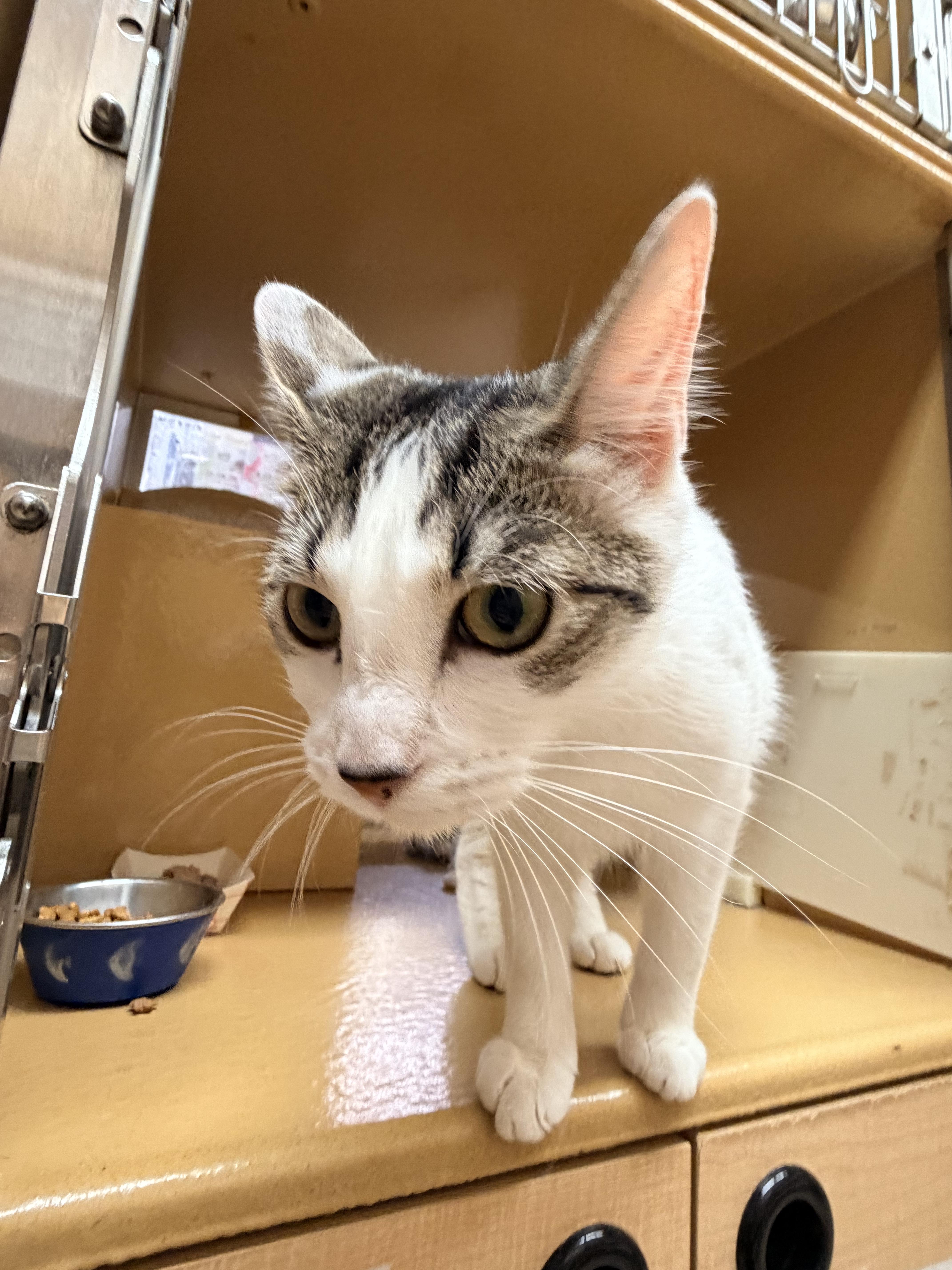 A young medium-sized female Tabby (Brown / Chocolate) Domestic Short Hair cat named Millie for adoption in Worcester, MA