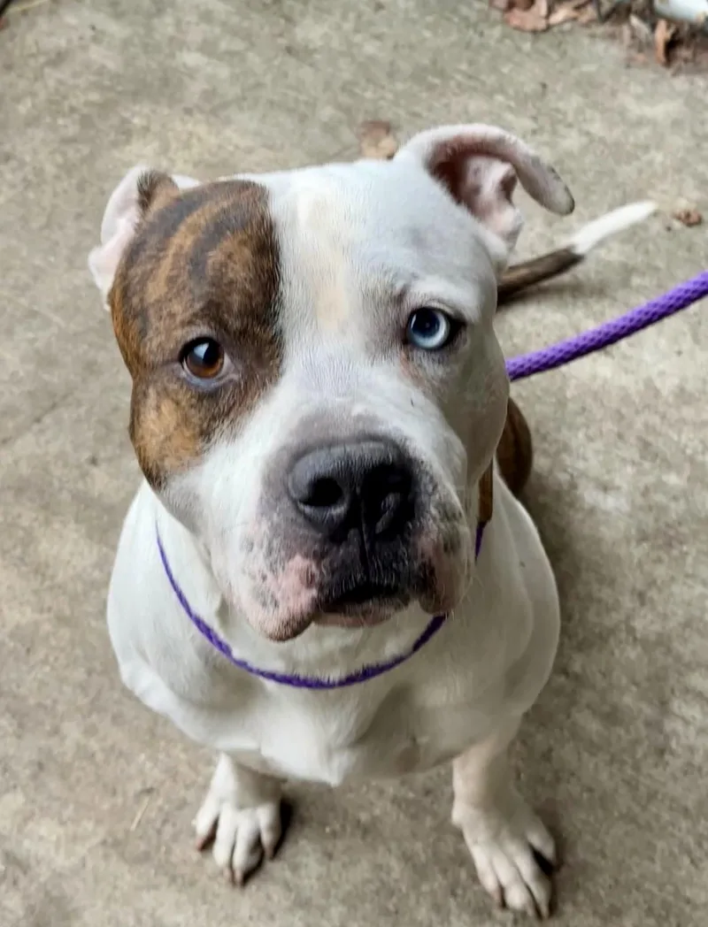 An adult medium-sized male Brindle Pit Bull Terrier dog named Heron for adoption in Chicago, IL