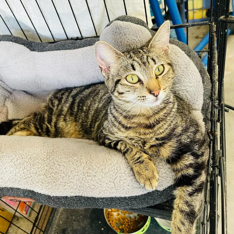 A young small-sized female Cream / Ivory Domestic Short Hair cat named Willow for adoption in Pahoa, HI