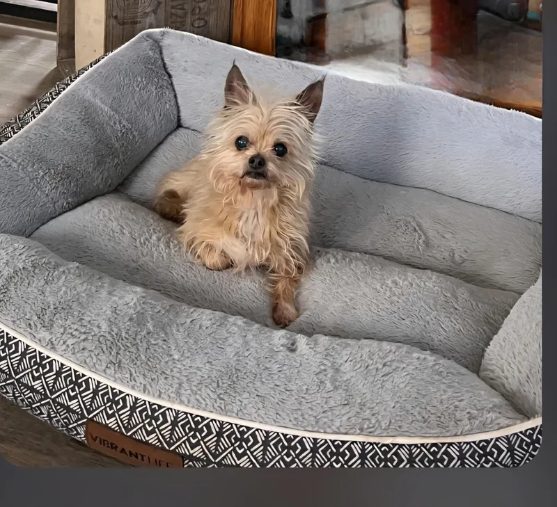 A senior small-sized male Apricot / Beige Yorkshire Terrier dog named Simon for adoption in Jamestown, ND