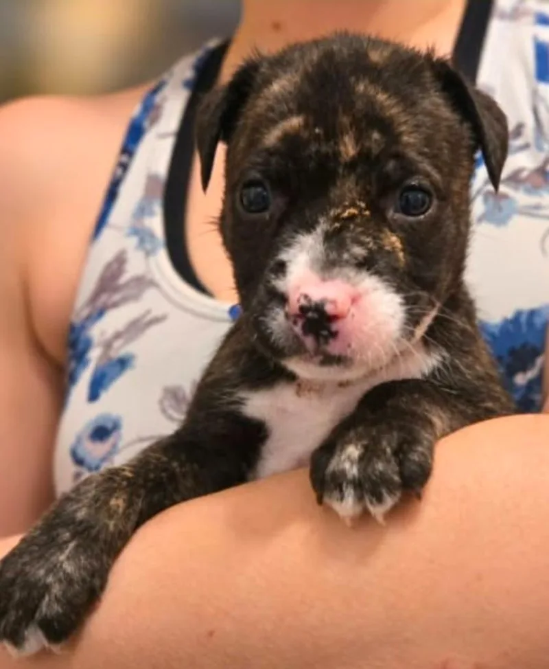 A baby medium-sized male Labrador Retriever dog named Mumbo Jumbo for adoption in El Dorado, AR