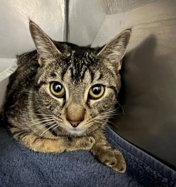 A young medium-sized female Domestic Short Hair cat named Swing for adoption in Stratham, NH