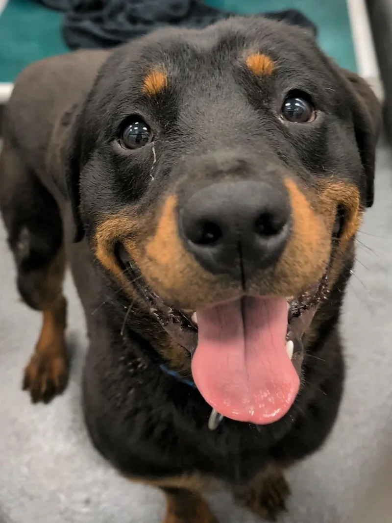 An adult large-sized male Rottweiler dog named Fire for adoption in Hillsboro, NH