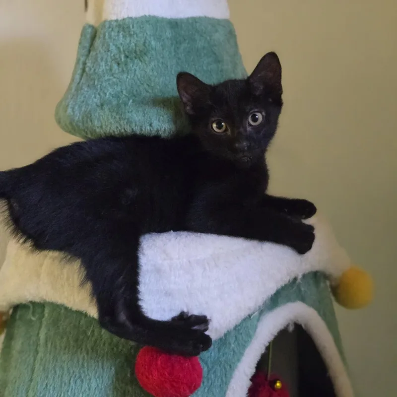 A baby medium-sized male Black Domestic Short Hair cat named Felix for adoption in Mansfield, TX