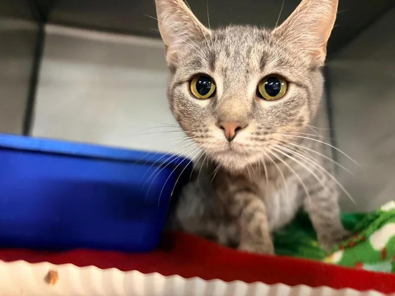 A baby medium-sized female Domestic Short Hair cat named Skye for adoption in Huntington, IN