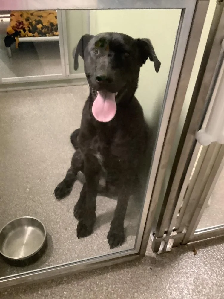 An adult large-sized male Black Labrador Retriever dog named Steve for adoption in Innsbrook, MO