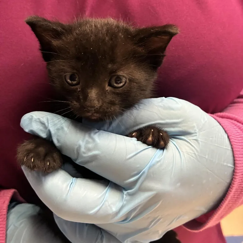 A baby small-sized female Black Domestic Short Hair cat named Shelly for adoption in Newark, NJ