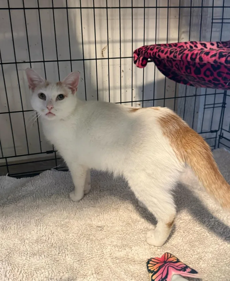 A young small-sized female White Turkish Van cat named Amelia for adoption in Temecula, CA